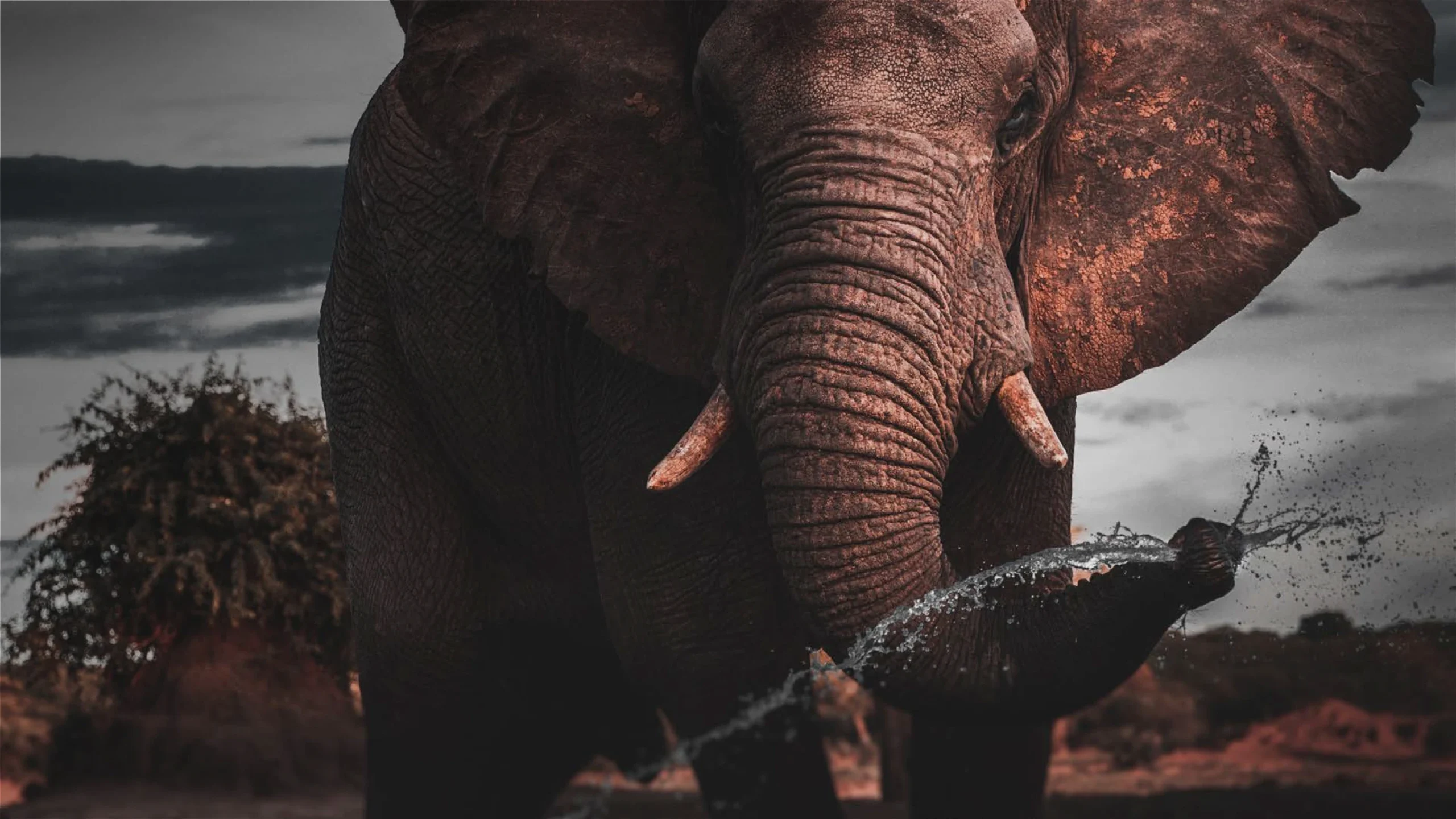Featured image for “Introducing Matalai: A new vision for a return to the soul of Safari”