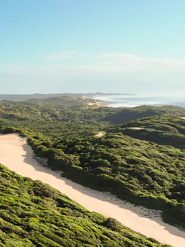 pristine mozambique coastal bush