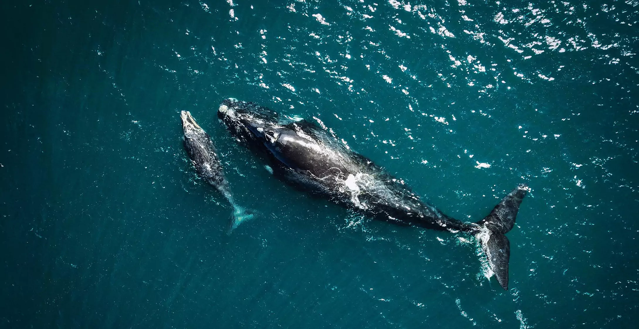 Featured image for “A remarkable morning at Matalai: Whales, wilderness, and something deeper”