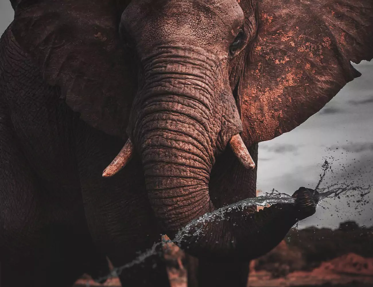 close up of a large african elephant spraying water with it's trunk