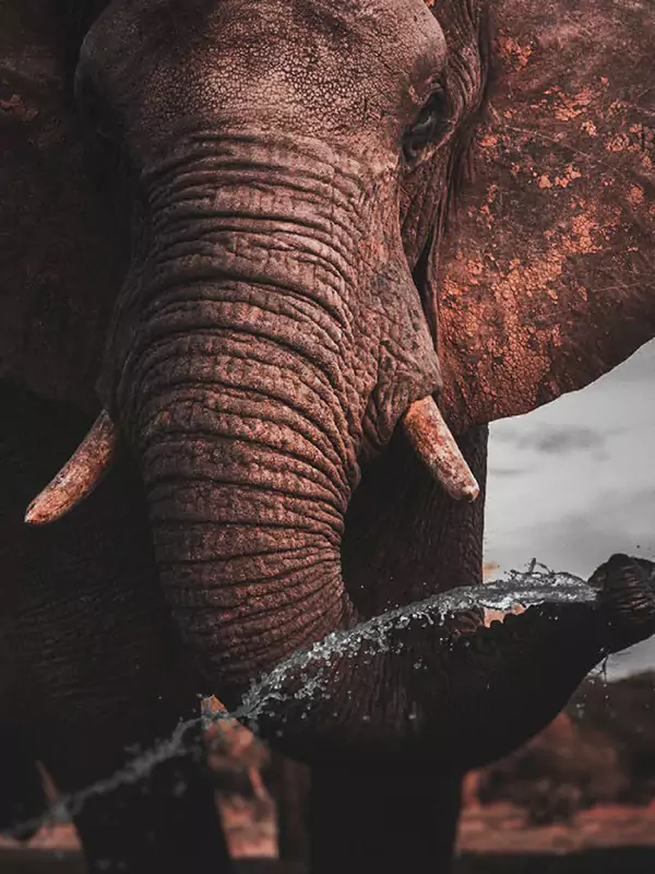 african elephant