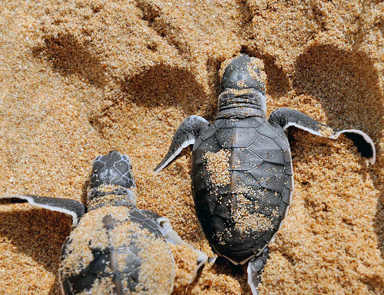 leatherback turtle hatchlings in beach sand
