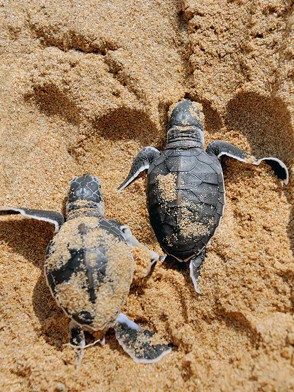 leatherback turtle hatchlings in beach sand