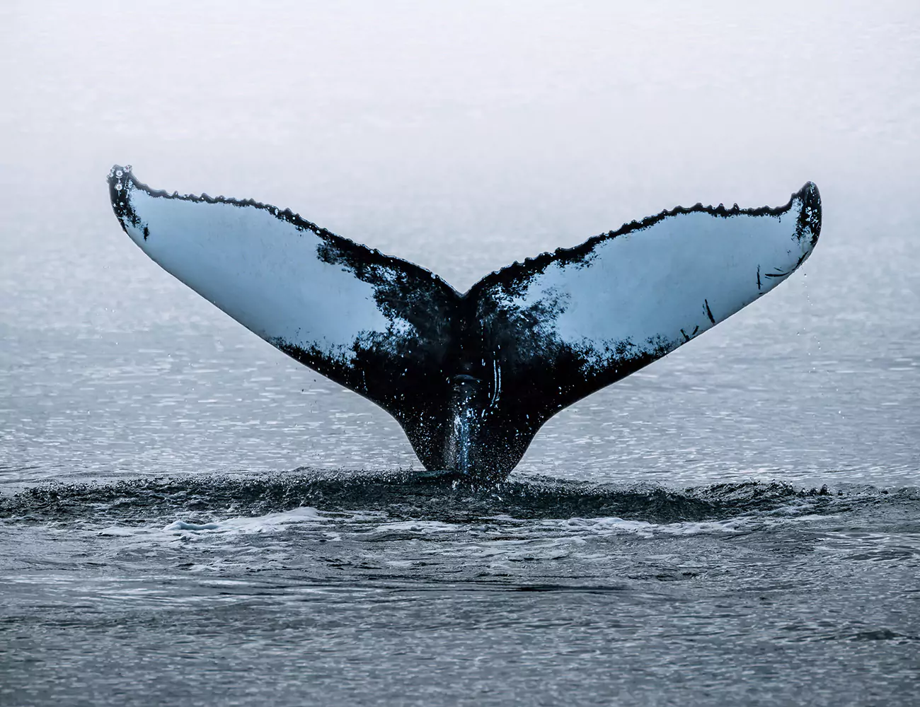 tail of a humpback whale breaching the ocean