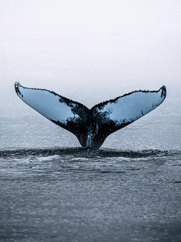 tail of a humpback whale breaching the ocean