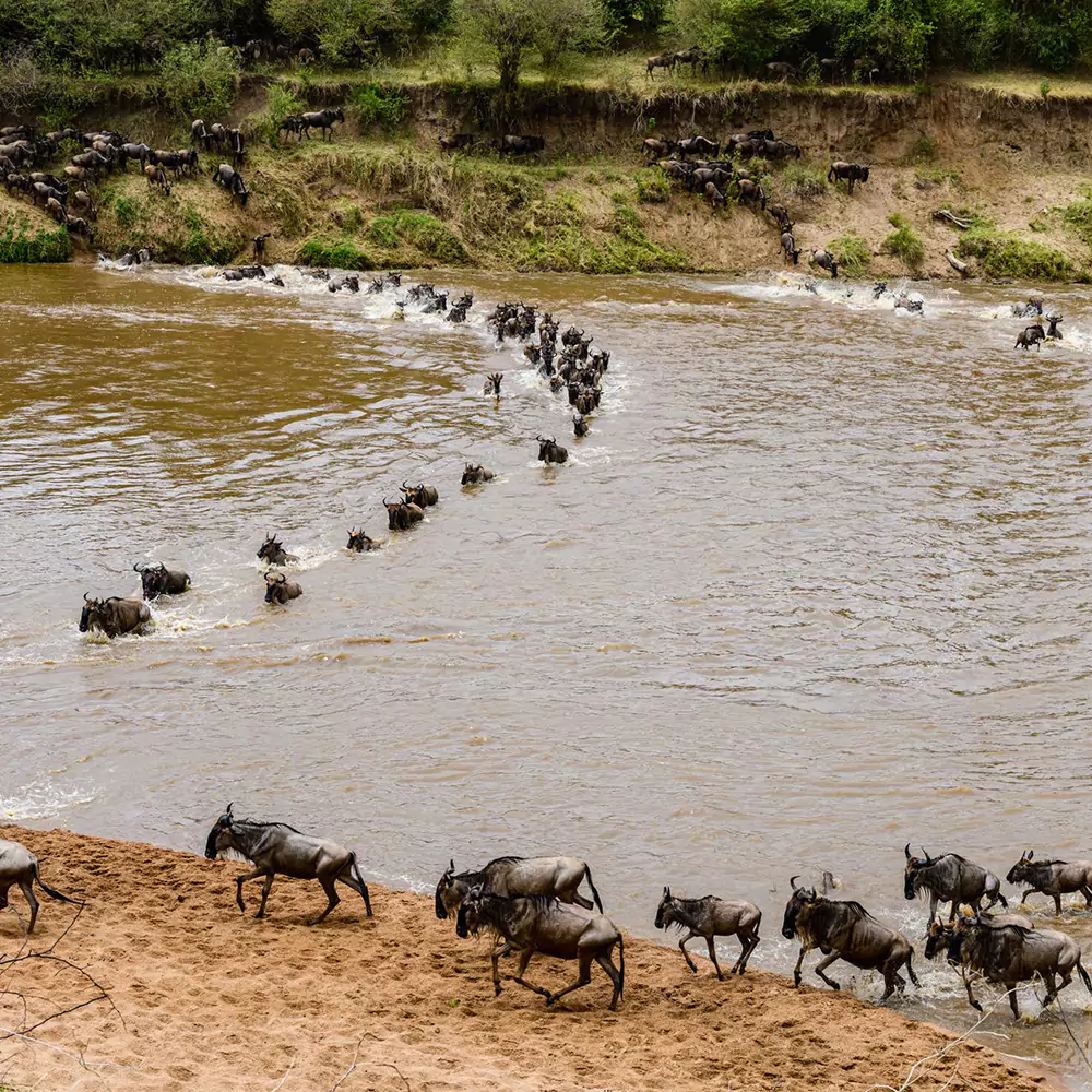 action shot of the great wildebeest migration in kenya