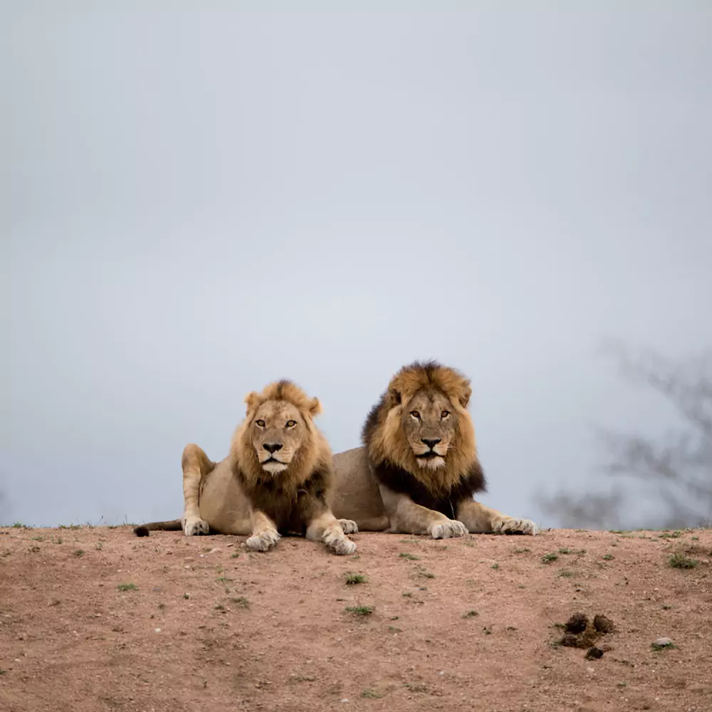 two male lions relaxing